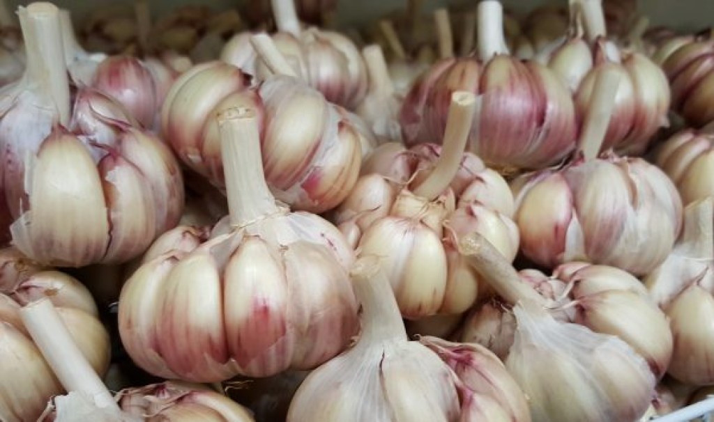 Concorrência externa derruba preços e reduz plantio de alho no Brasil