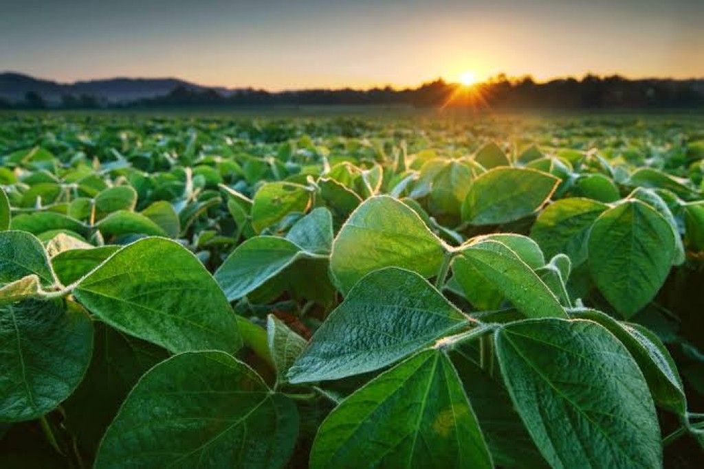 Estado concentrou 56% de toda a expansão regional. Crescimento de 98 mil hectares de soja